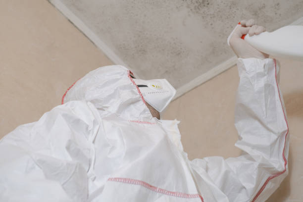 Best Residential Mold Remediation in USA